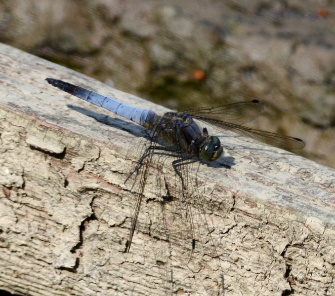 Orthetrum albistylum